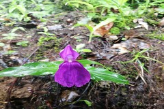 Roscoea purpurea